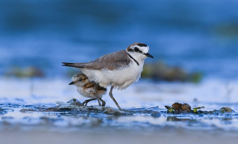 Mother care of Kentish Plover