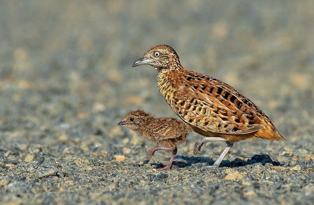 Barred Buttonquail