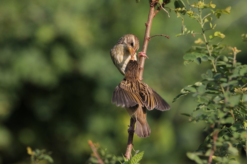 Baya Weather Mother feeding her chick