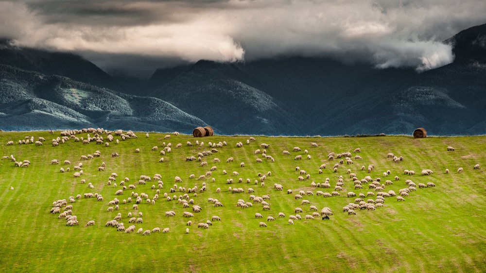 Spring in Transvilvania
