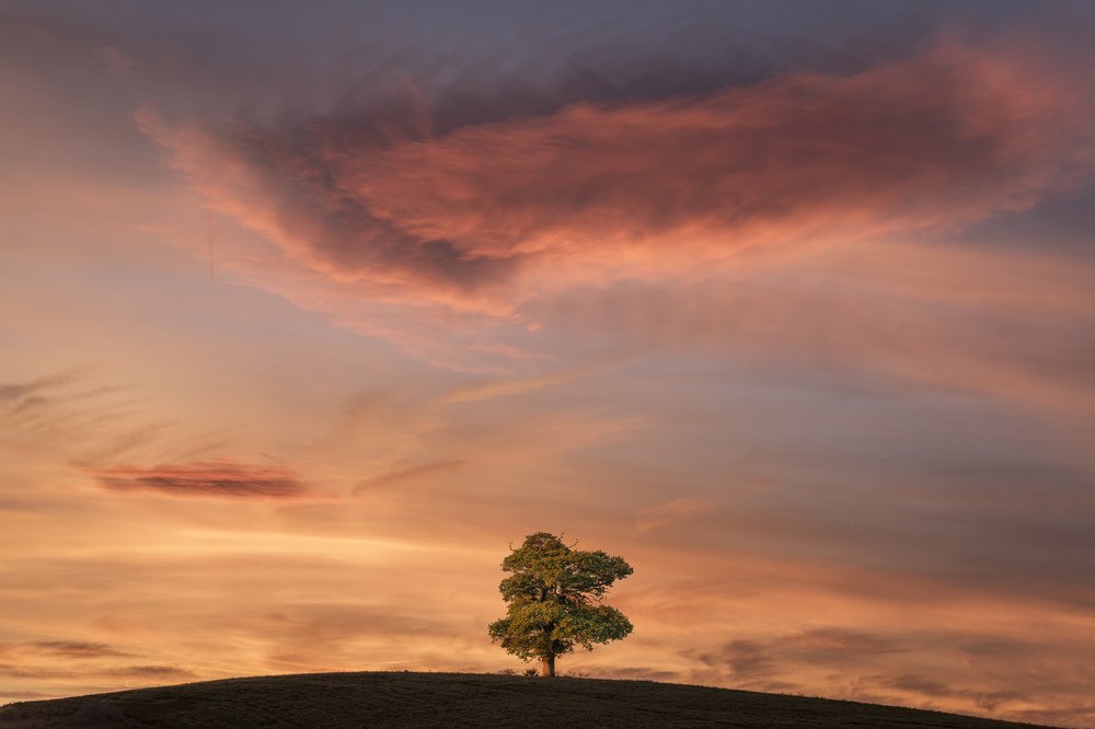 Lonely tree