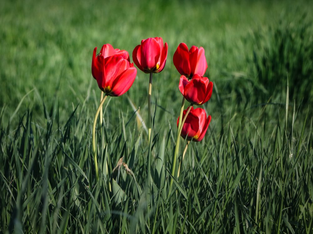 Wild tulips