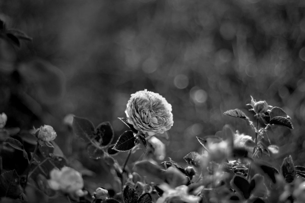 Photograph by Олег