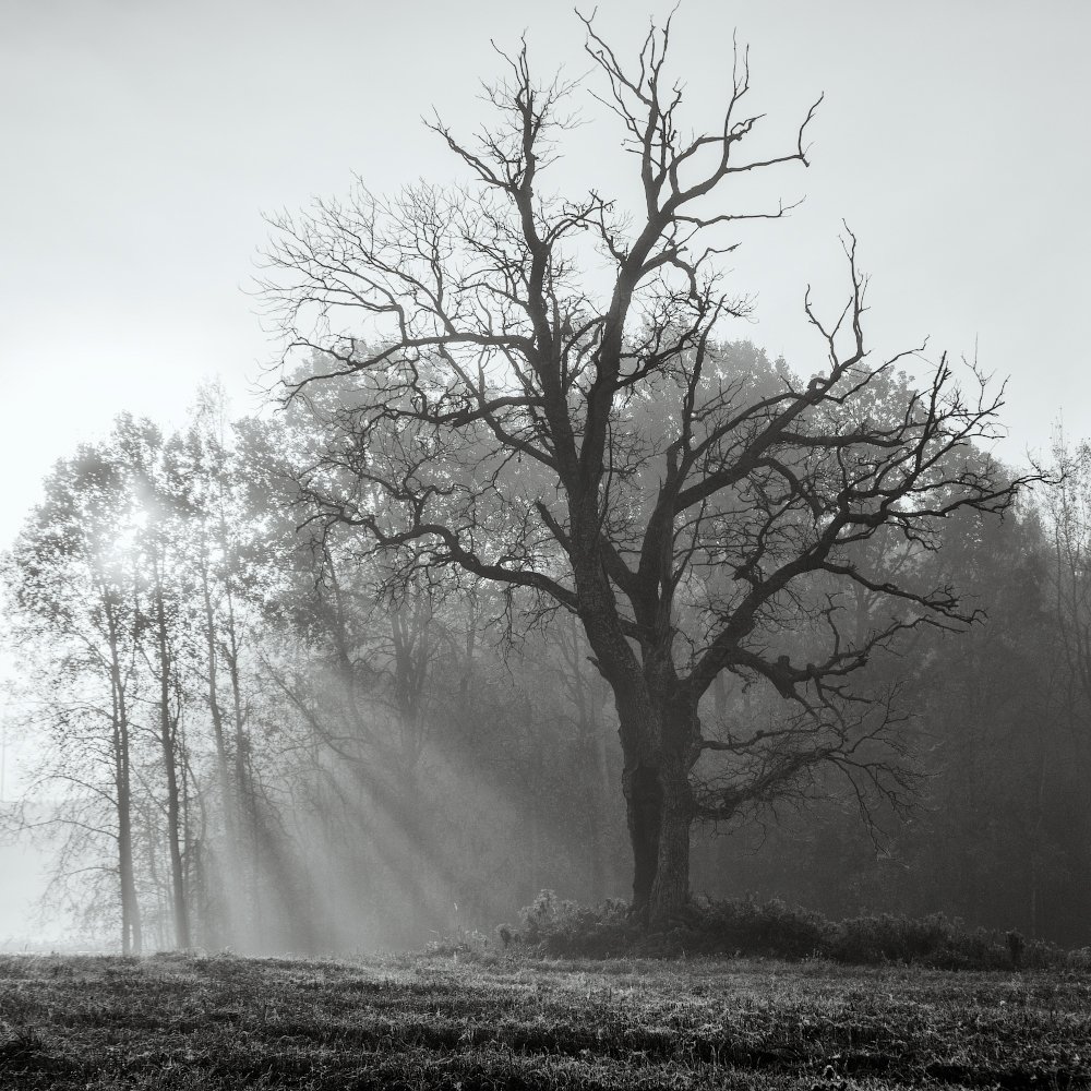 Дуб в тумане