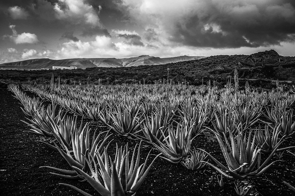 Алоэ на Лансороте