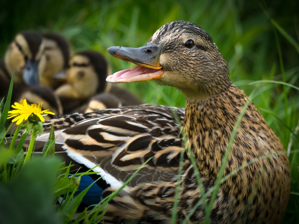 Кряква (Anas platyrhynchos)