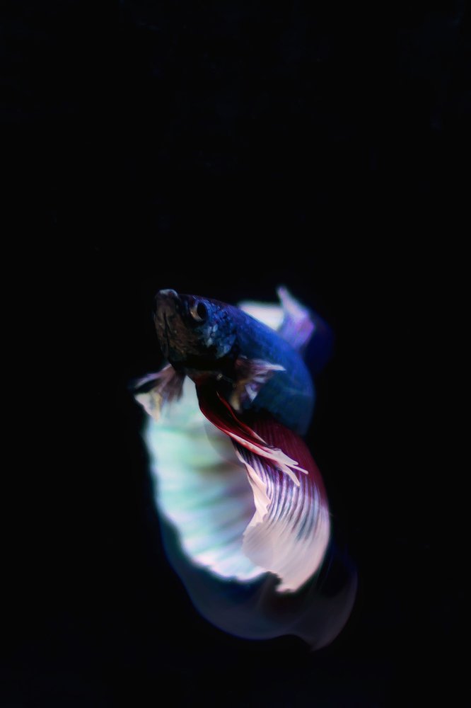 betta fish