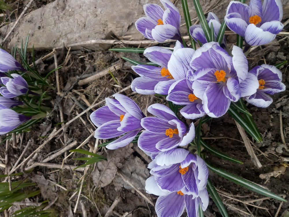 Crocus 2019