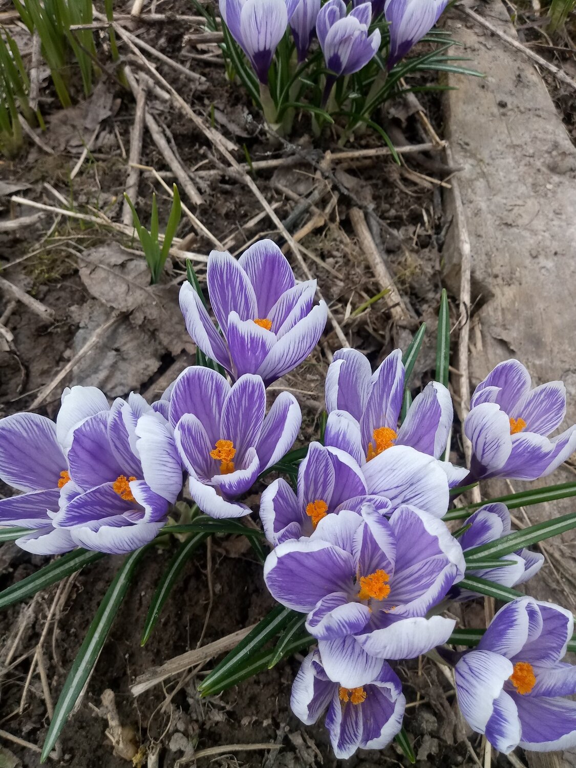 Crocus 2019