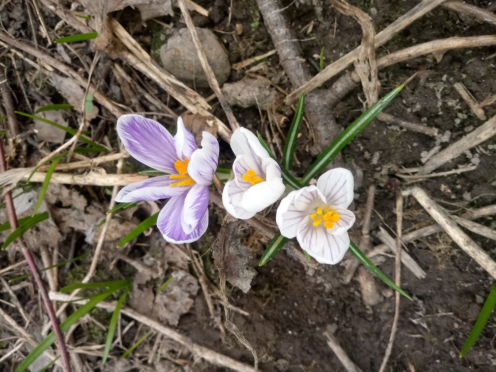 Crocus 2019