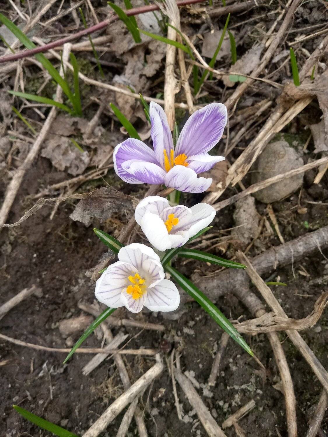 Crocus 2019