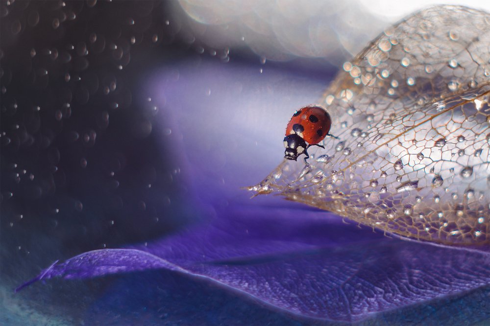 Photograph by Аксана Чалова