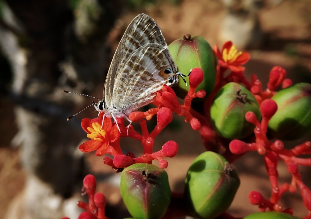 Naturaleza