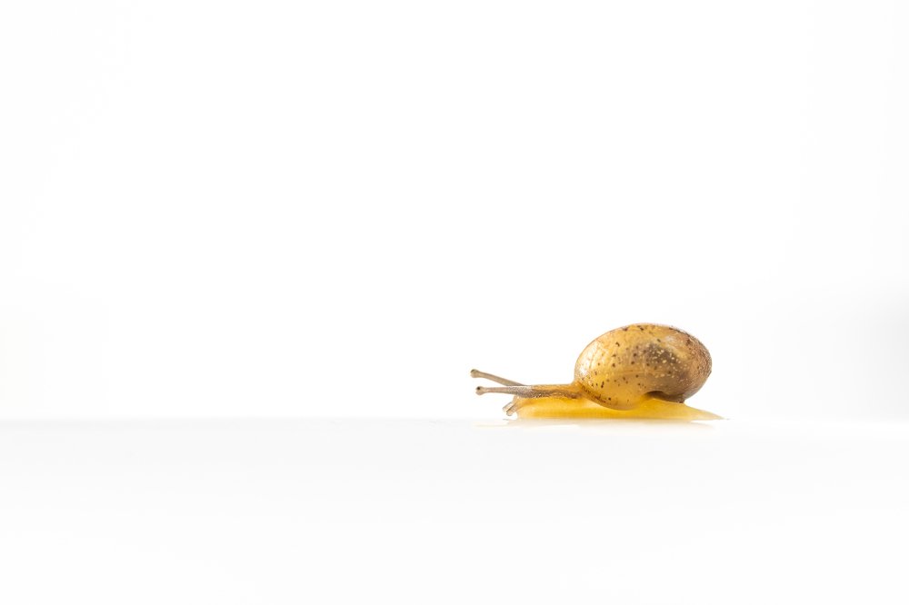 Photograph by ANTHONY NILBER MORAES BARROS Anthony Paz