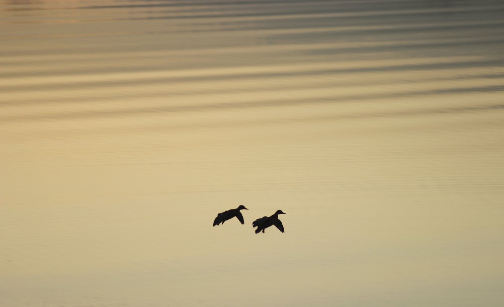 Синхронность