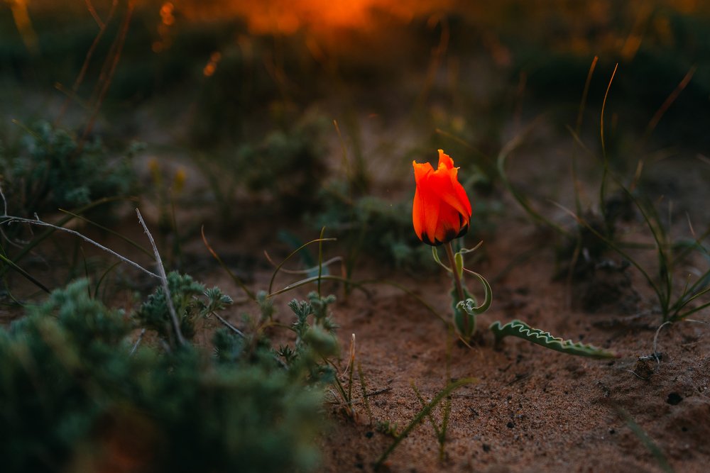 Фотография автора Дарья Шевченко