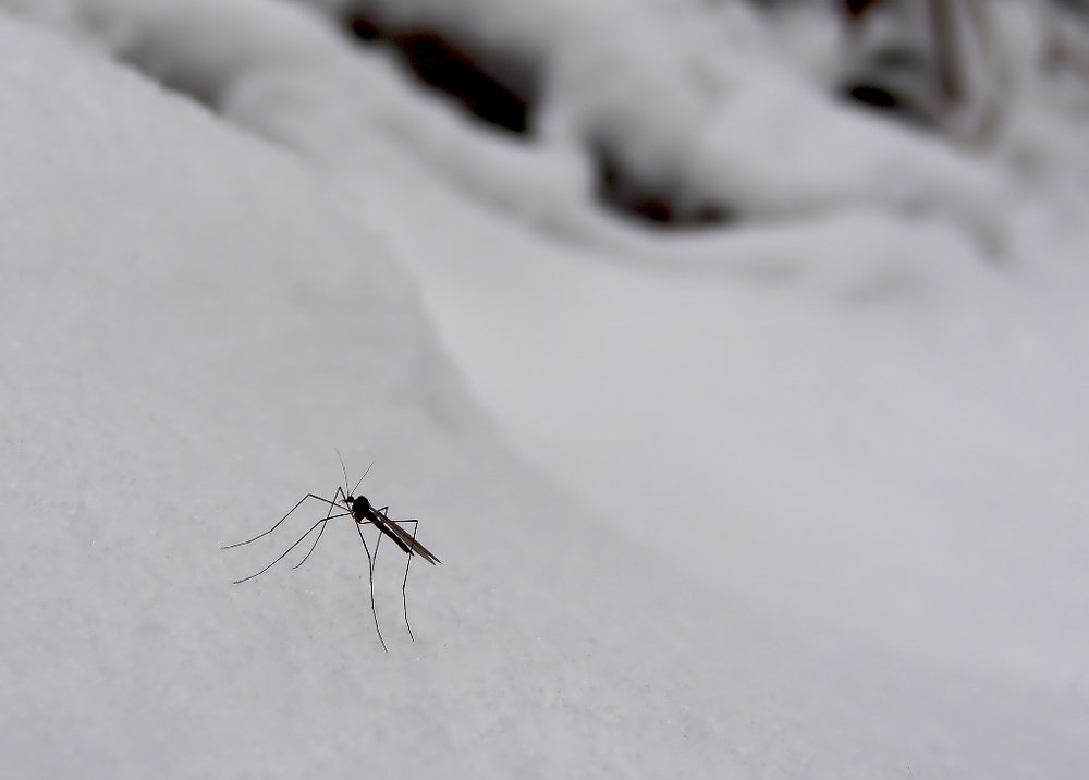 Зимовка отменена