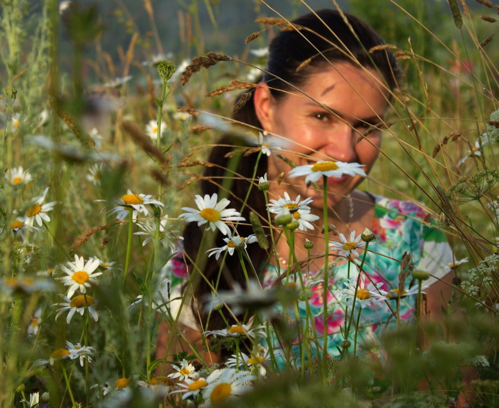 полевой цветок