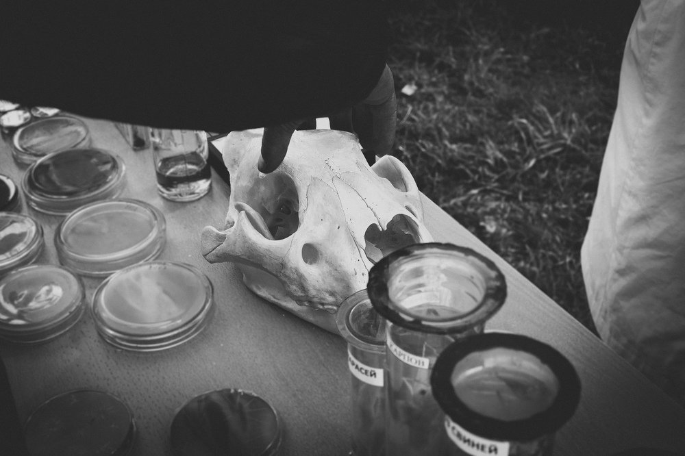 Череп дикой кошки