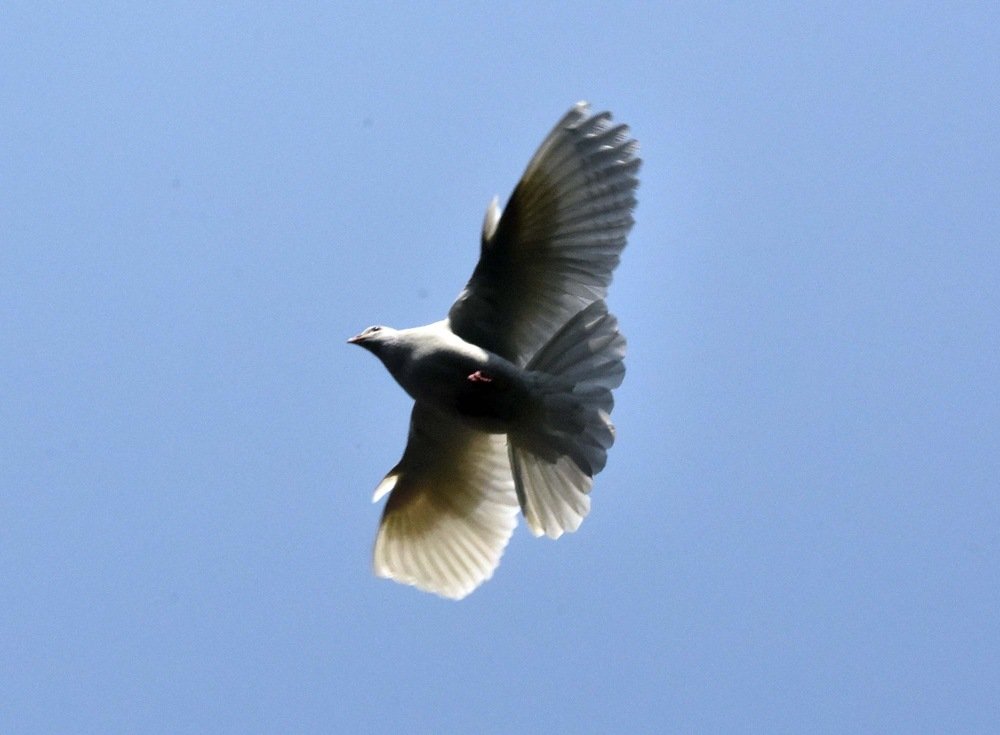 Fly high ignore the world