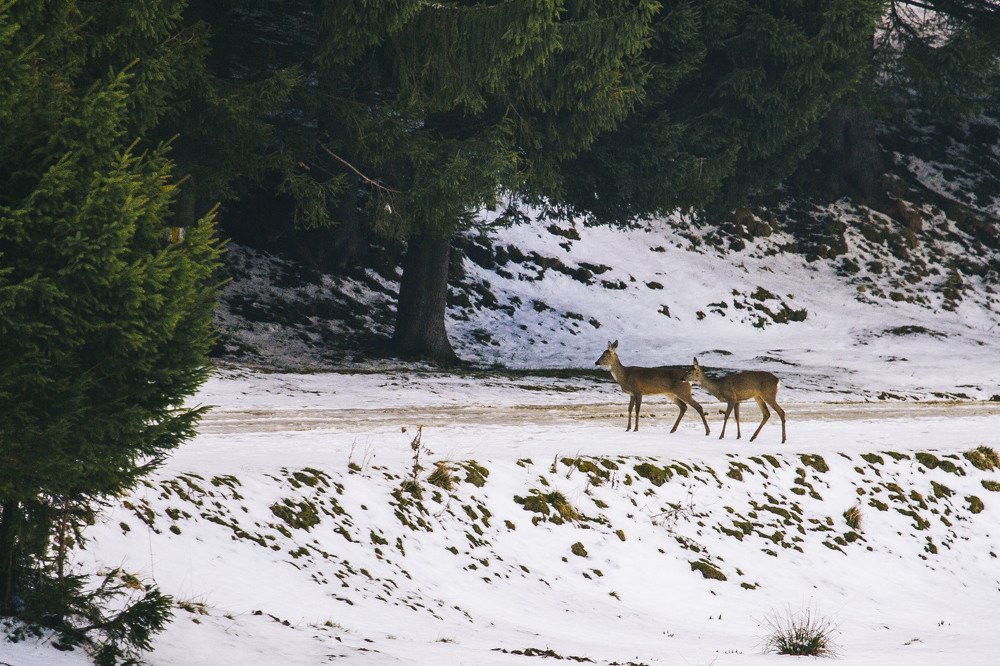 Photograph by Евгений Мериакре