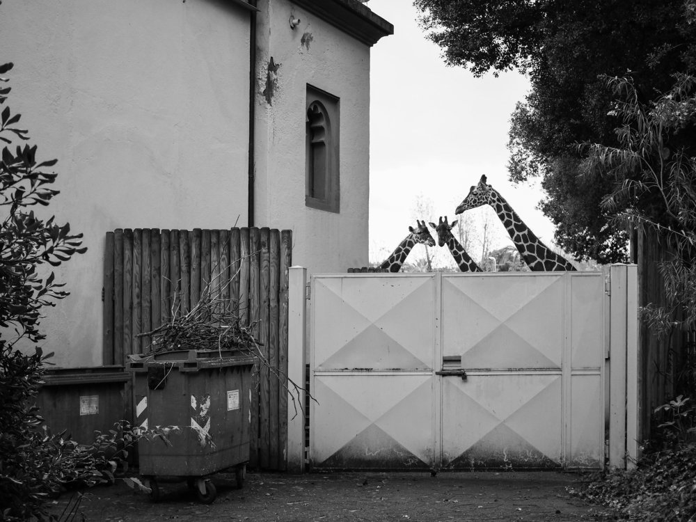 Фотография автора Ольга Горбунова