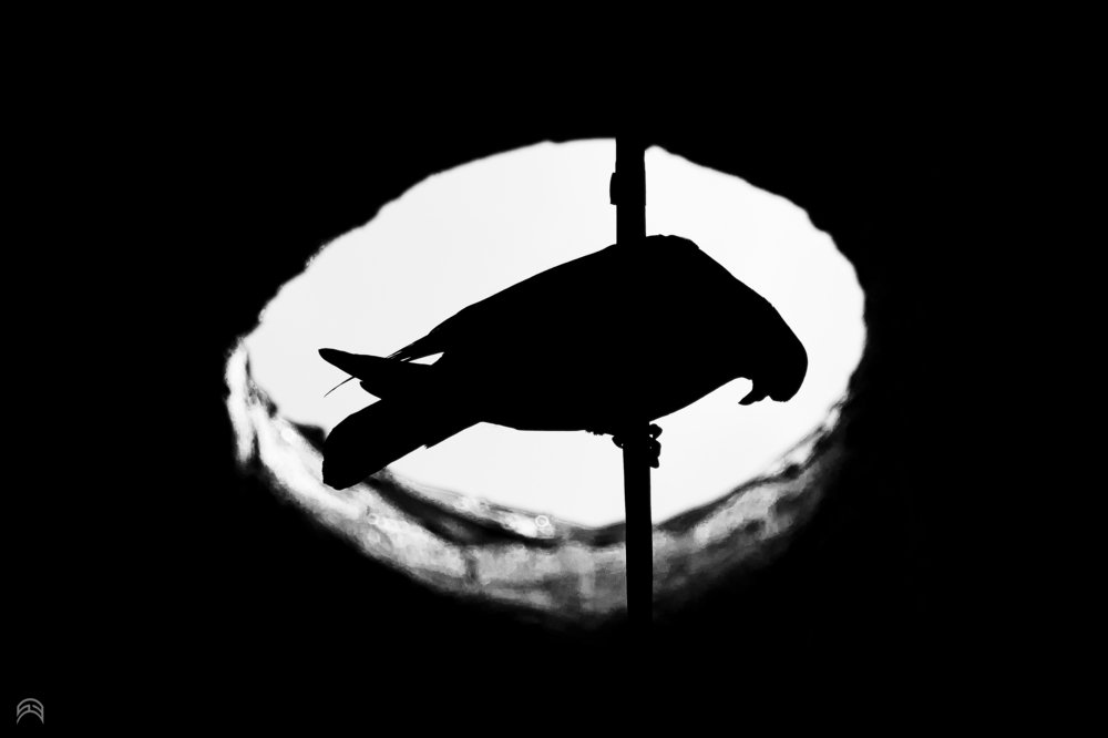 Photograph by hamed aghaei