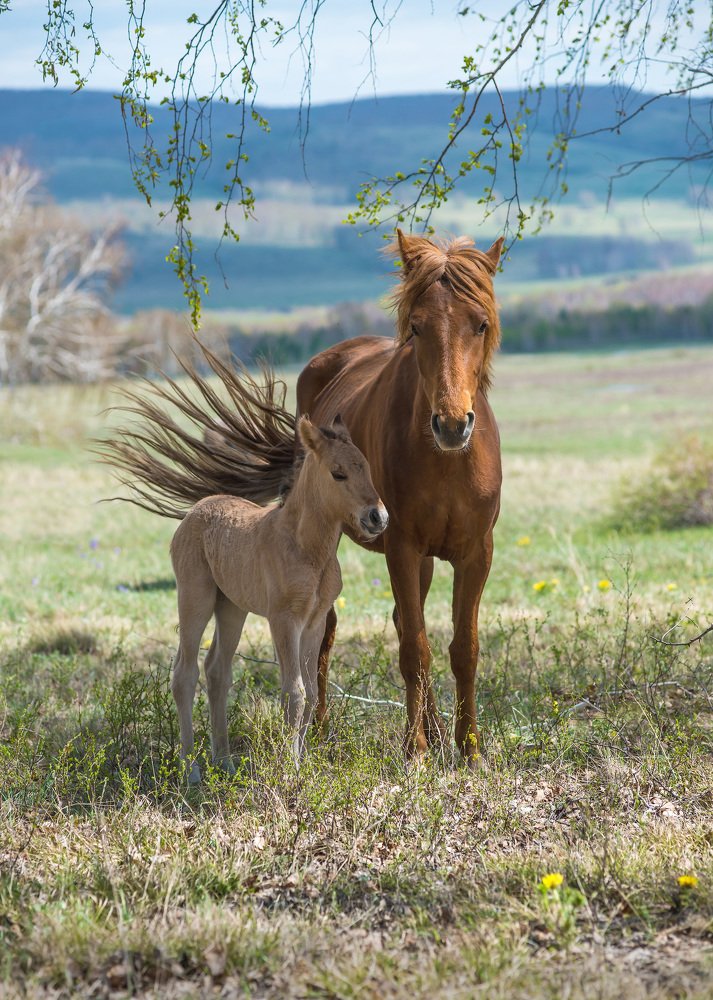 Материнство