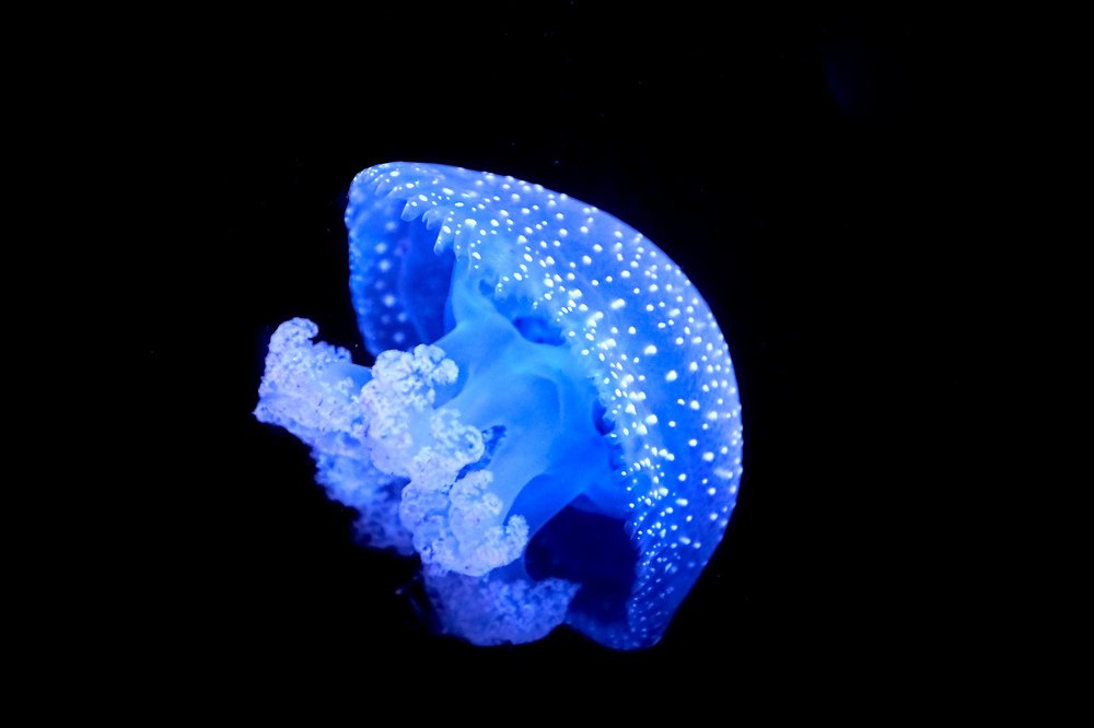 Ночная медуза
