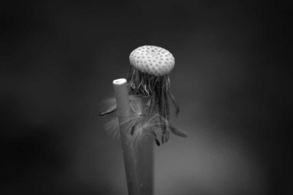 The dead or The new life?