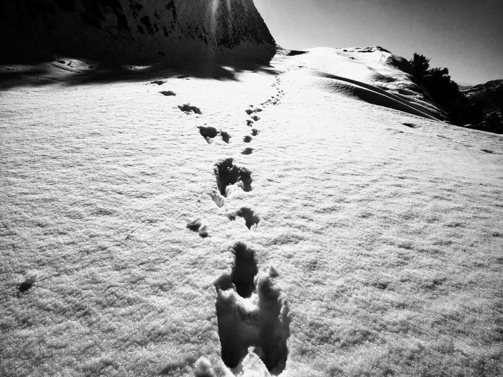 wolf path on snow