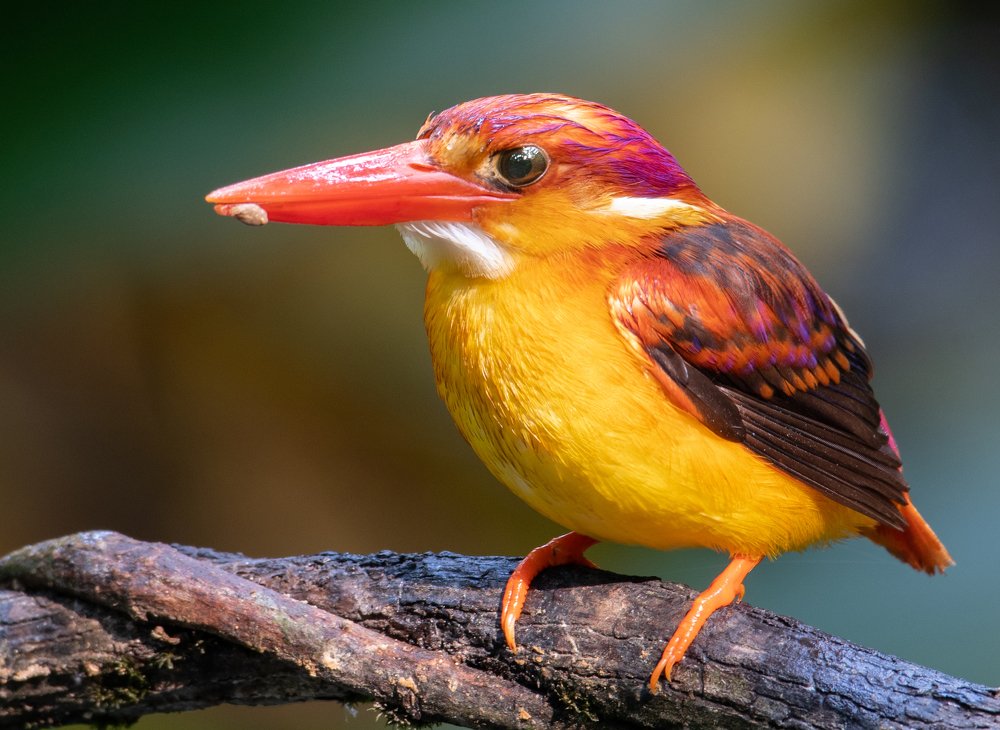 Rufous-backed Kingfisher