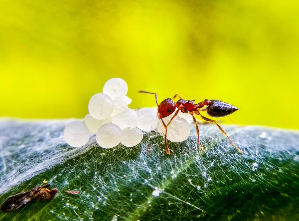 Ant Eating spider eggs.