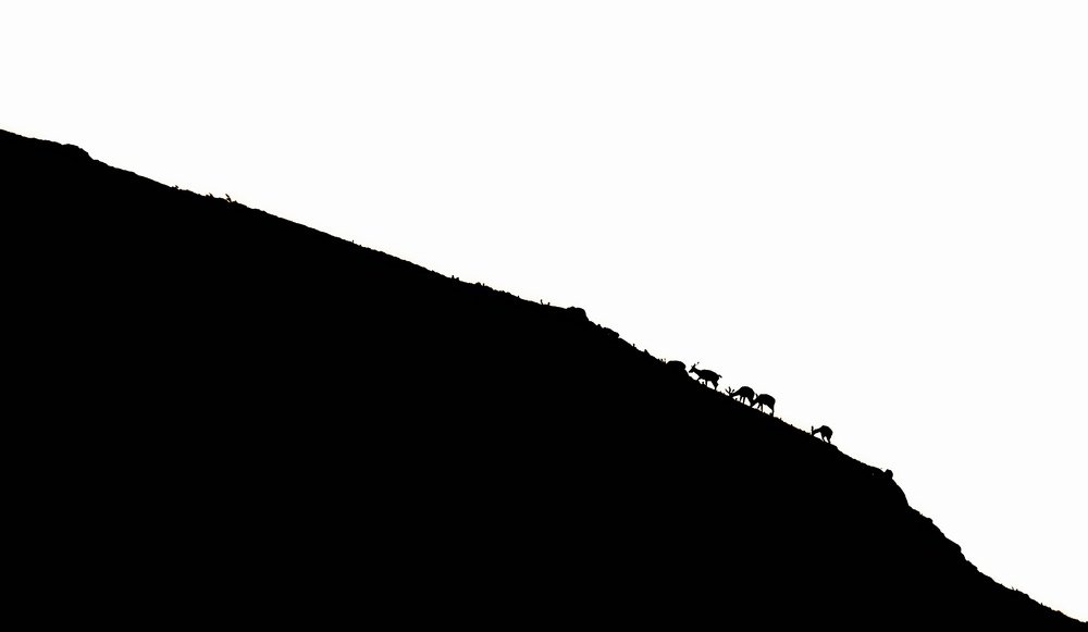 The Climb is uphill and hard, but the tough grazing slopes are no match for these agile beauties