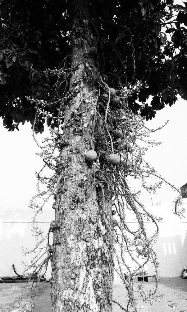 Tree of God