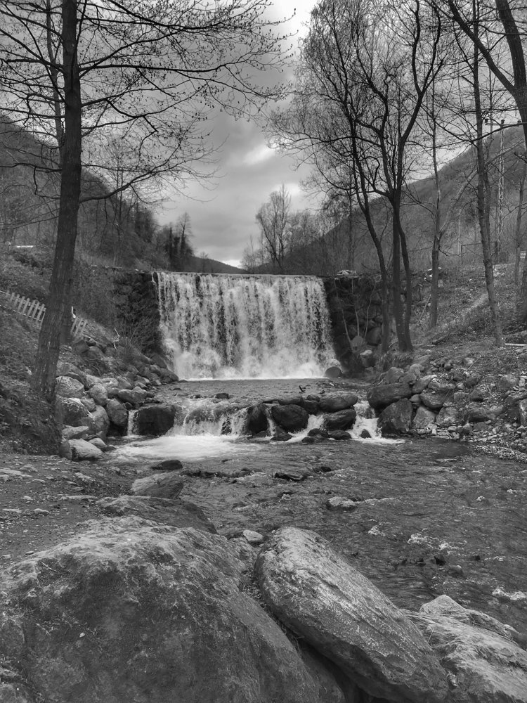 trees with water falls