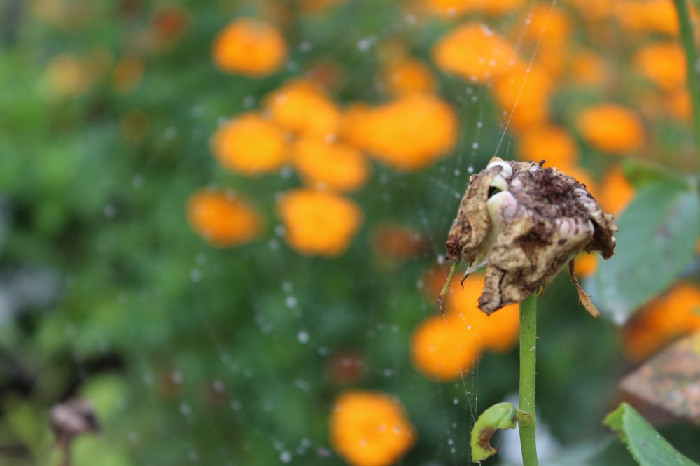 К слову жизнь...