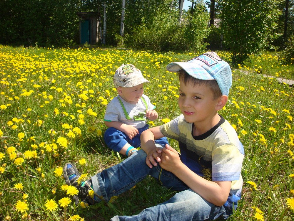 Одуванчики