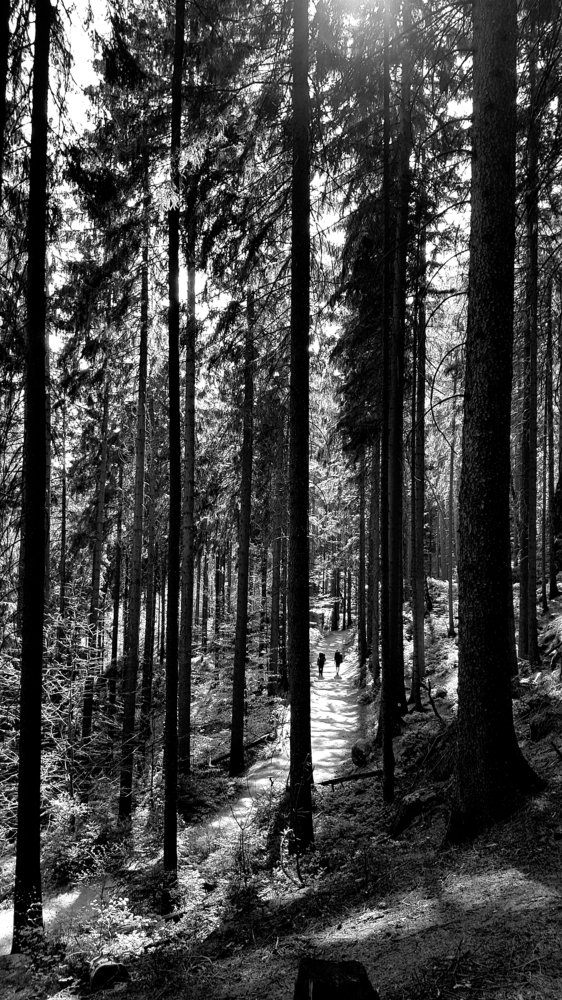 Туристы в лесу