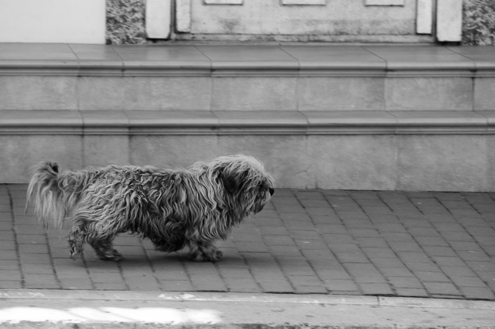 Деловая собака