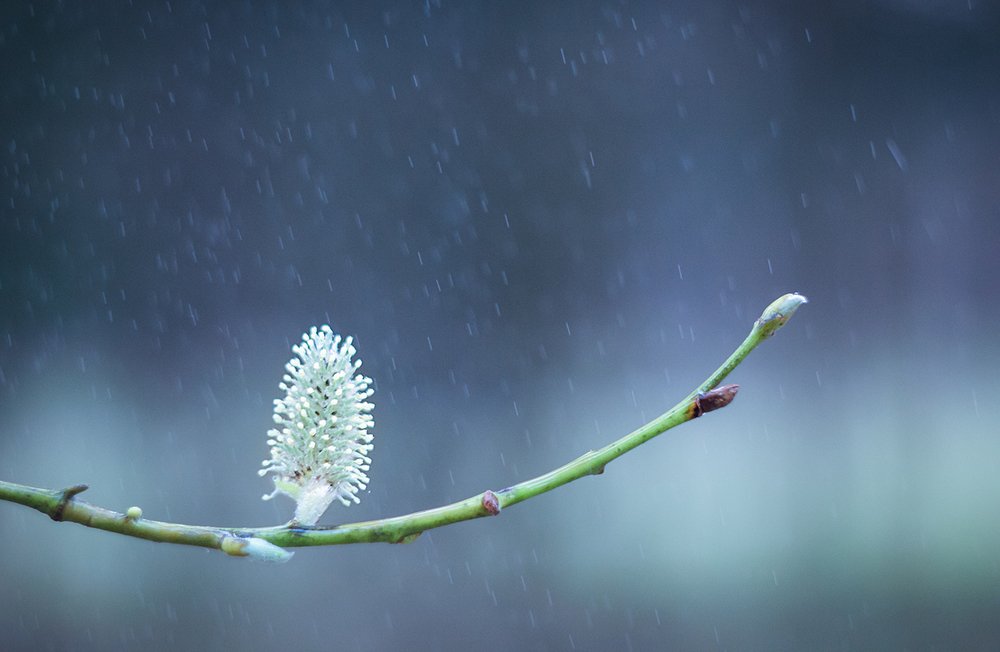 Весна просыпается