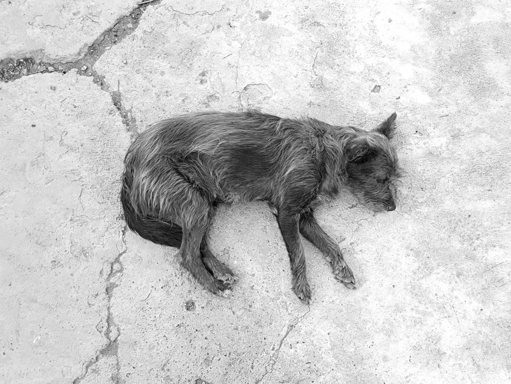 Собачка Газан