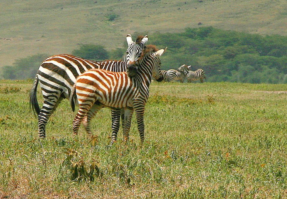 Эх, жеребенок мой...