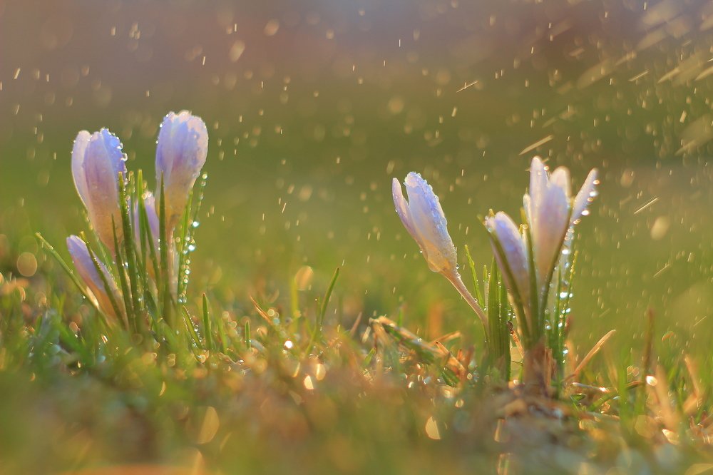 Крокусы под дождем
