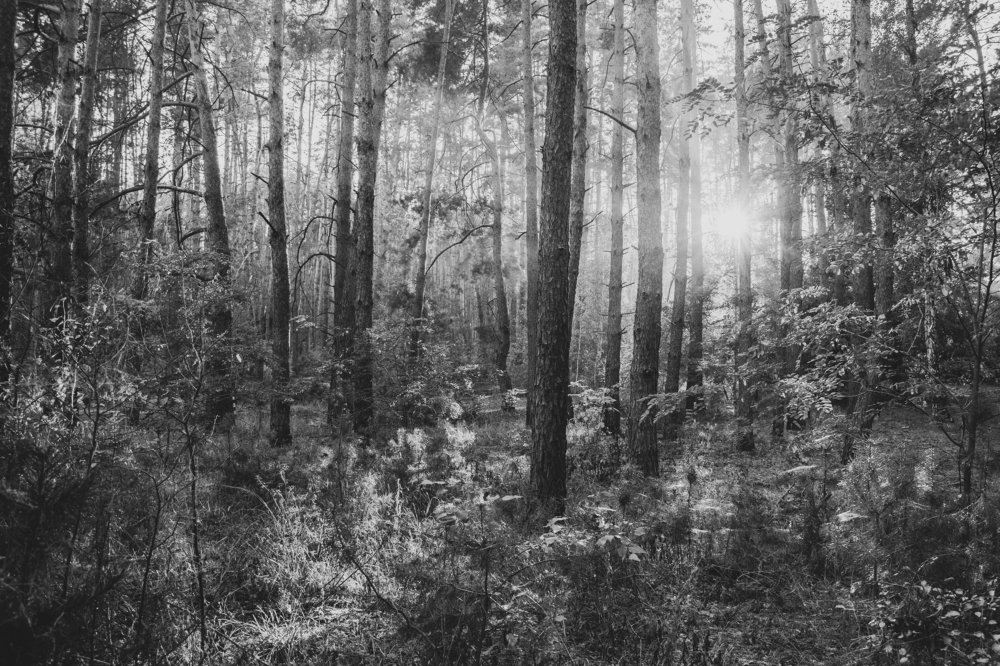 Сосновый лес