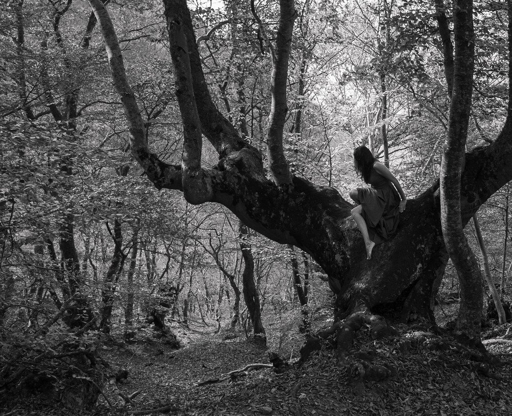 В лесной чаще