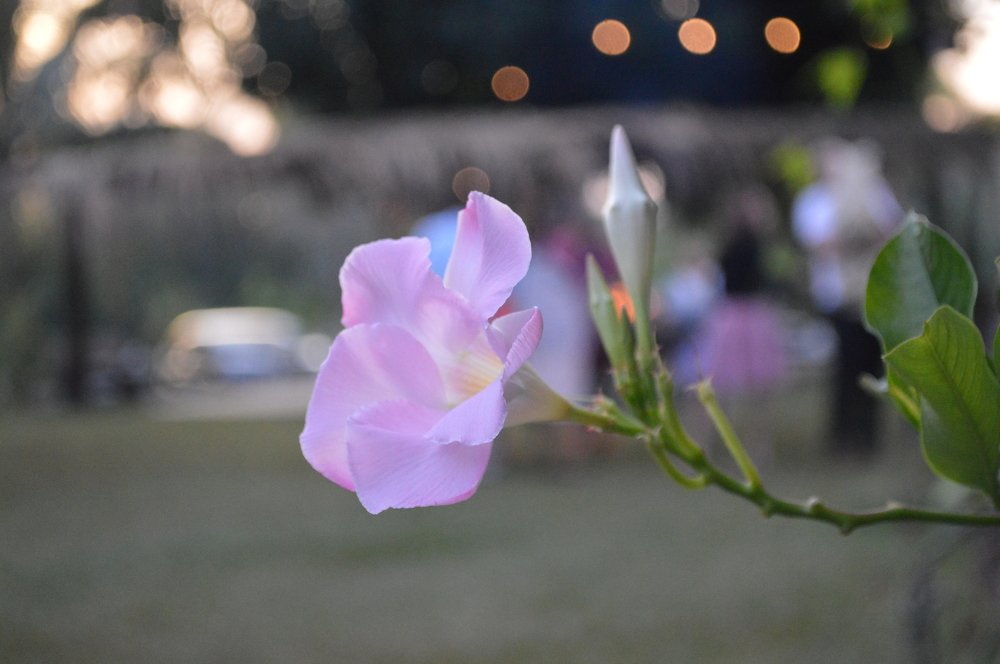 Los colores de la vida