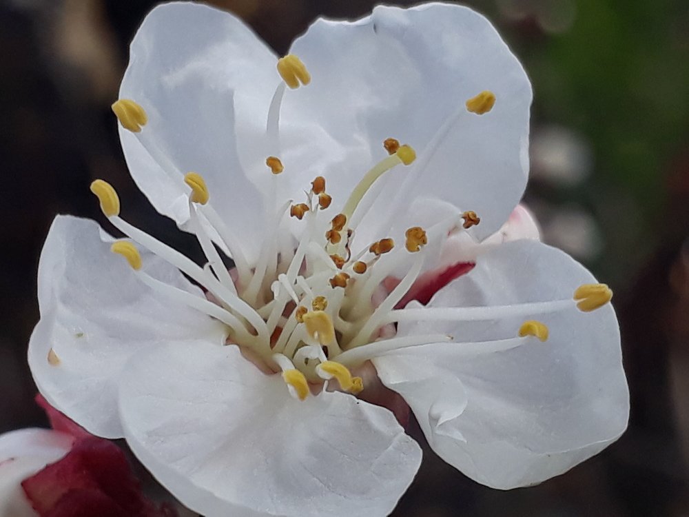 Closeup Photography with Mobile