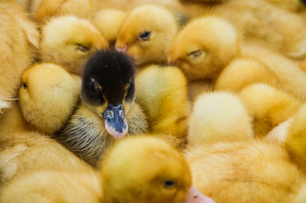 Будь оригиналом, а не копией