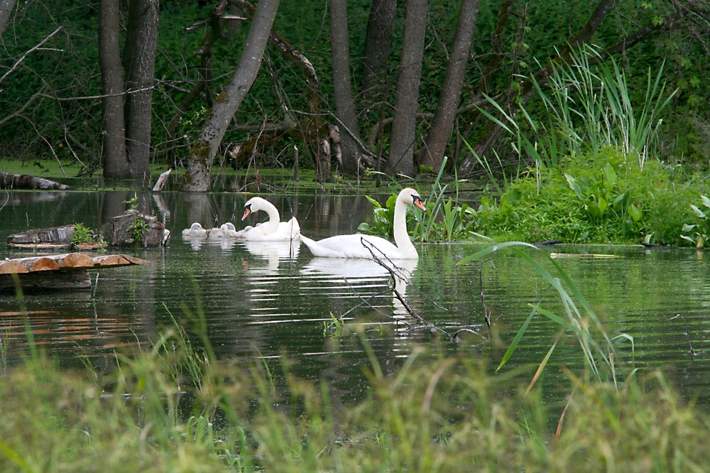 Лебединая семья